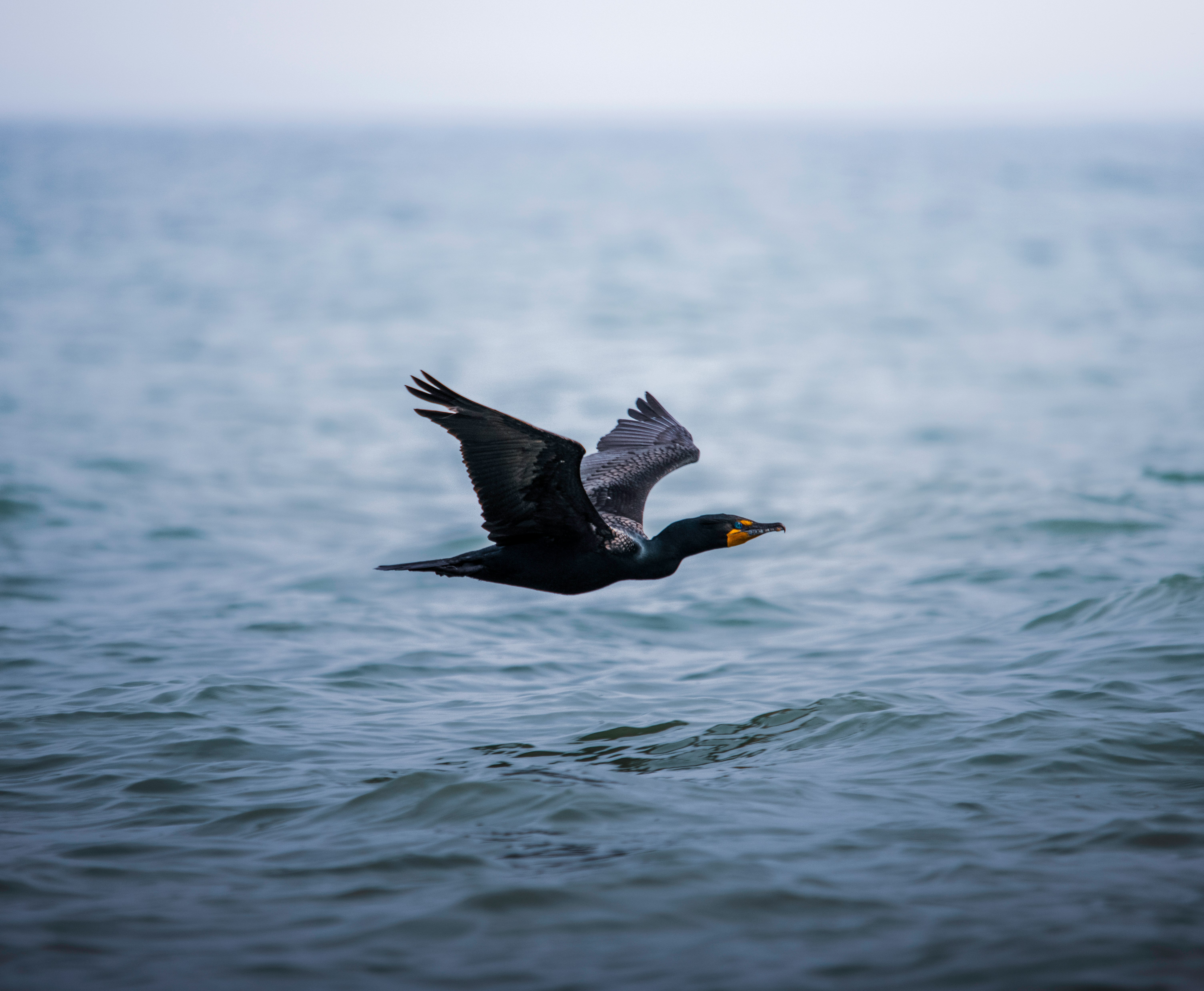 black and white bird flying over the sea during daytime